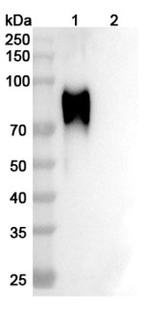 HeV/NiV Glycoprotein G Human Monoclonal Antibody