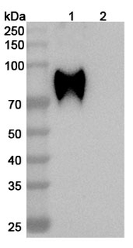 HeV/NiV Glycoprotein G Human Monoclonal Antibody