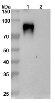 HeV/NiV Glycoprotein G Human Monoclonal Antibody