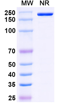 HeV/NiV Glycoprotein G Mouse Monoclonal Antibody
