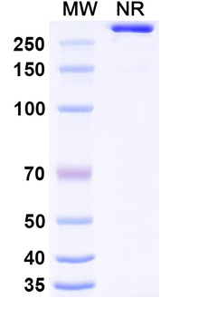 HeV/NiV Glycoprotein G Human Monoclonal Antibody