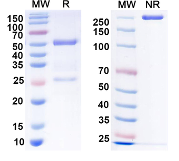 HeV/NiV Glycoprotein G Human Monoclonal Antibody