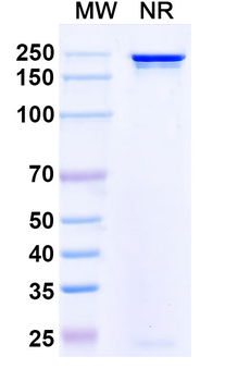 LASV GPC Human Monoclonal Antibody