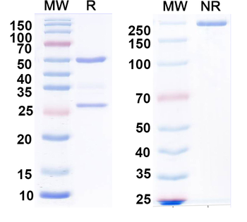 LASV GPC Human Monoclonal Antibody