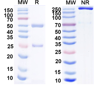 LASV GPC Human Monoclonal Antibody