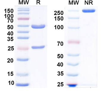 LASV GPC Human Monoclonal Antibody