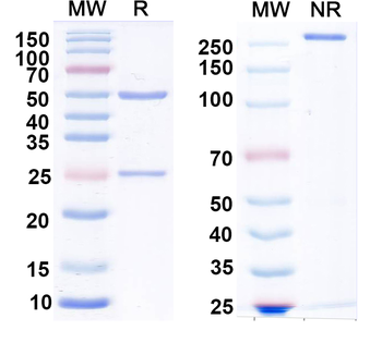 LASV GPC Human Monoclonal Antibody