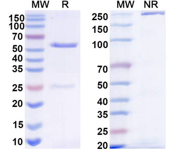 LASV GPC Human Monoclonal Antibody
