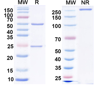 LASV GPC Human Monoclonal Antibody