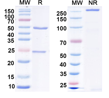 LASV GPC Human Monoclonal Antibody