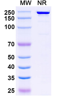 LASV GPC Human Monoclonal Antibody