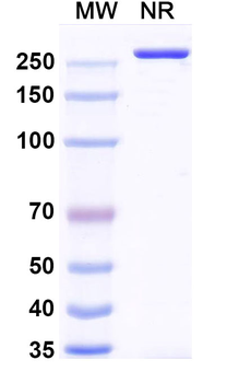 LASV GPC Human Monoclonal Antibody