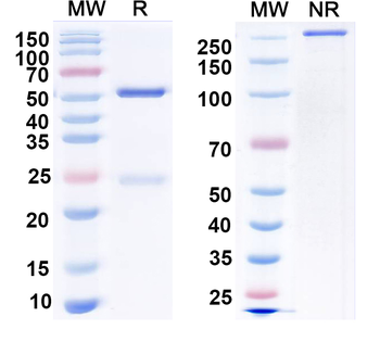 LASV GPC Human Monoclonal Antibody