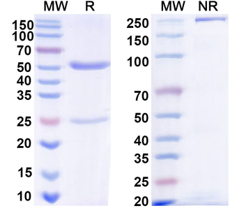 LASV GPC Human Monoclonal Antibody