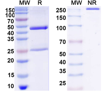 Dansyllysine Mouse Monoclonal Antibody
