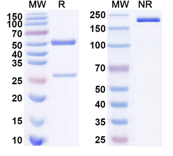 SARS-CoV-2 S Protein Human Monoclonal Antibody