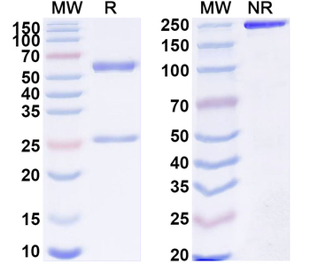 SARS-CoV-2 S2 Protein Human Monoclonal Antibody
