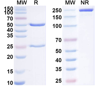 SARS-CoV-2 NTD Human Monoclonal Antibody