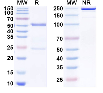 SARS-CoV-2 NTD Human Monoclonal Antibody