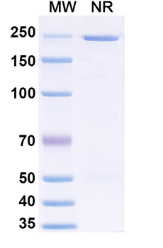 LASV GPC Human Monoclonal Antibody