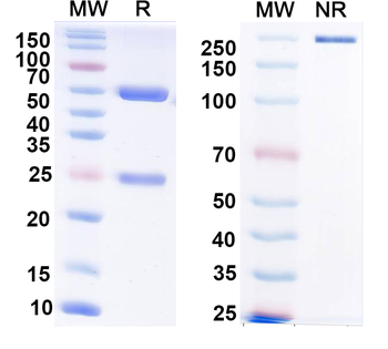 HAdV-5 L3/CP-H/Protein II Mouse Monoclonal Antibody