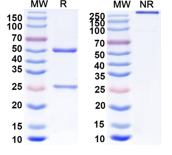 DENV-2 E-DII/Envelope Protein E Human Monoclonal Antibody
