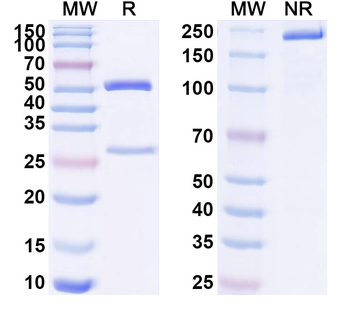 IL1RL1/ST2 Human Monoclonal Antibody