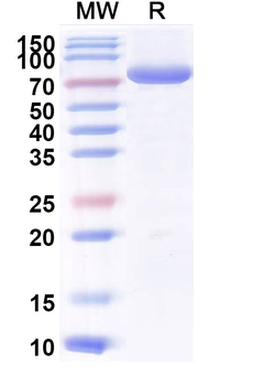 Recombinant Yellow fever virus Envelope protein E Protein, C-Fc