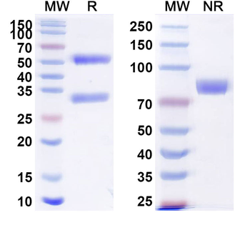 Recombinant bovine Influenza A virus (H5N1) HA/Hemagglutinin Protein, C-His