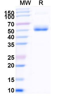 Recombinant Human TNFRSF25 Protein, C-Fc