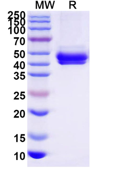 Recombinant Human IgE Fc Fragment, C-His