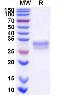 Recombinant Dog CD40/TNFRSF5 Protein, C-His