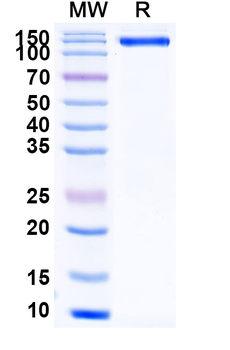 Recombinant Human ERBB4/Her4 Protein, N-Fc