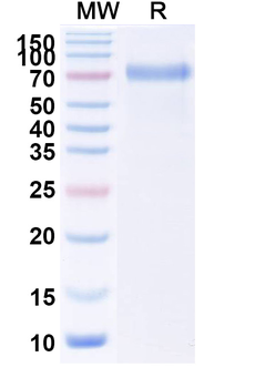 Recombinant Human TSHR/LGR3 Protein, C-Fc