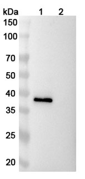 Recombinant Dog NGF/Beta-NGF Protein, C-Fc