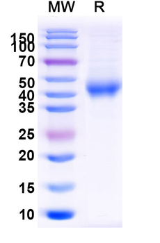 Recombinant Human CD158z/KIR3DL3 Protein, C-His