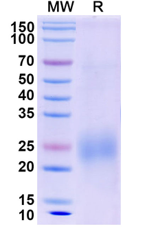 Recombinant Dog IL31 Protein, C-His