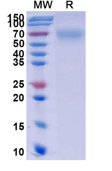 Recombinant Human CD264/TNFRSF10D Protein, C-Fc