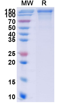 Recombinant Human CD244 Protein, C-Fc