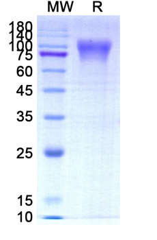 Recombinant Human CD213a1/IL13RA1 Protein, C-Fc