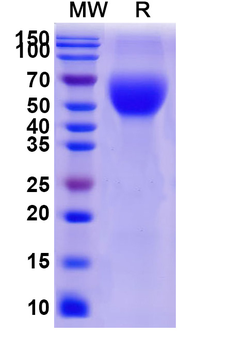 Recombinant Human CD66b/CEACAM8 Protein, C-His