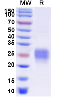 Recombinant Human CD32b/FCGR2B Protein, C-His