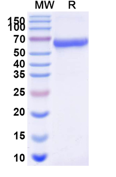 Recombinant Human ACVR2A Protein, C-Fc