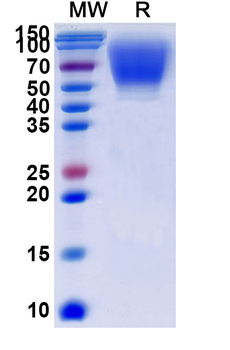 Recombinant Human CD66a/CEACAM1 Protein, C-His
