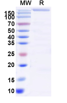 Recombinant Human CD222/IGF2R Protein, C-His