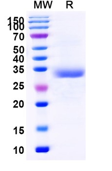 Recombinant Human CD7 Protein, C-His