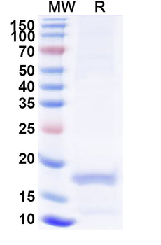 Recombinant Human APP Protein, N-His