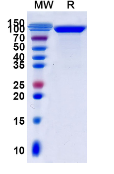Recombinant Human CD108/SEMA7A Protein, C-Fc