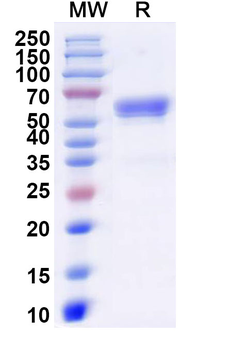 Recombinant Human FZD7 Protein, C-Fc