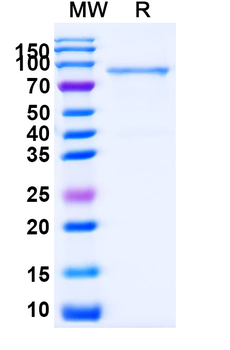 Recombinant Human CD93/C1qR Protein, C-His